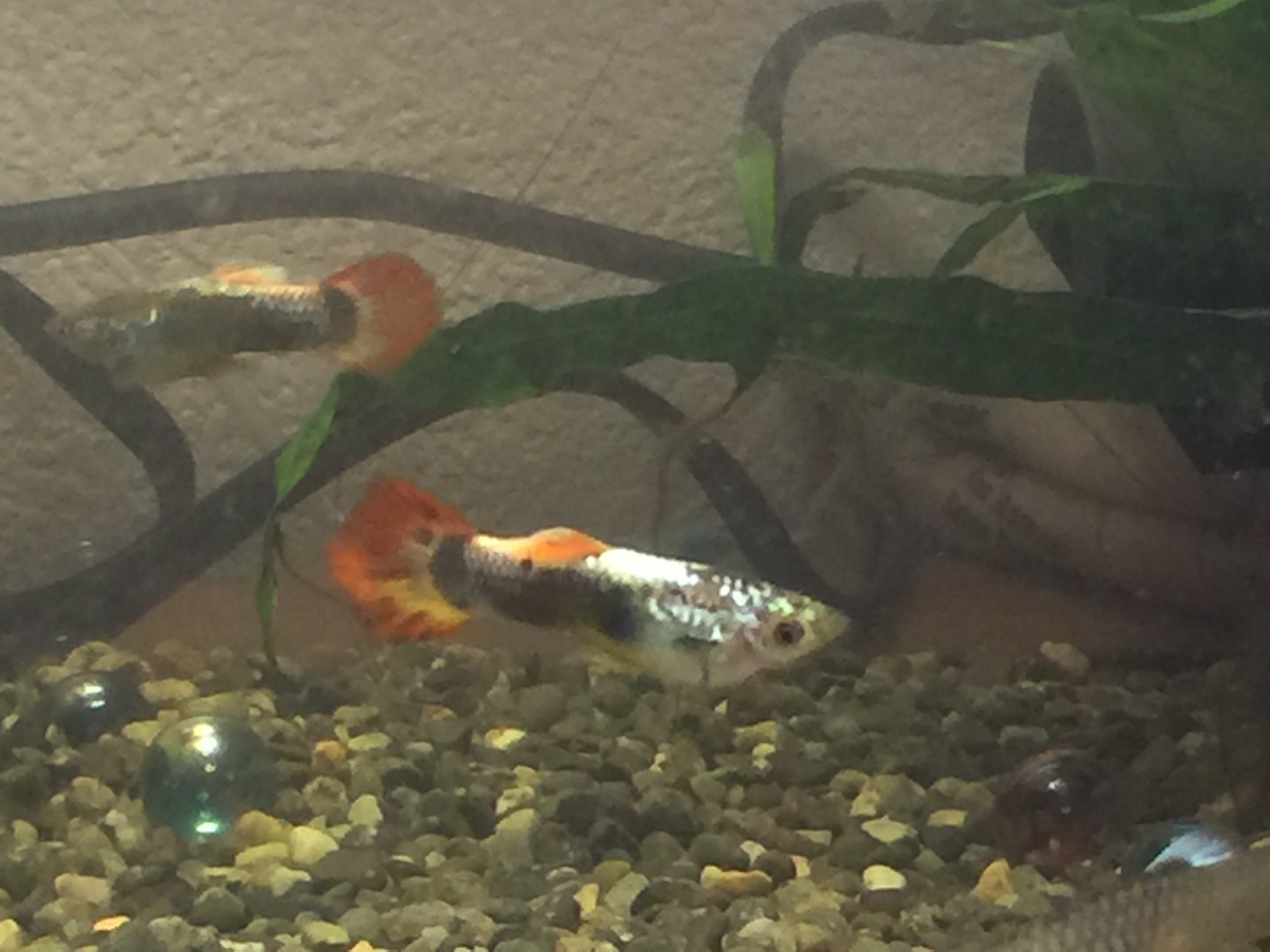 クロテン(オス)&太陽