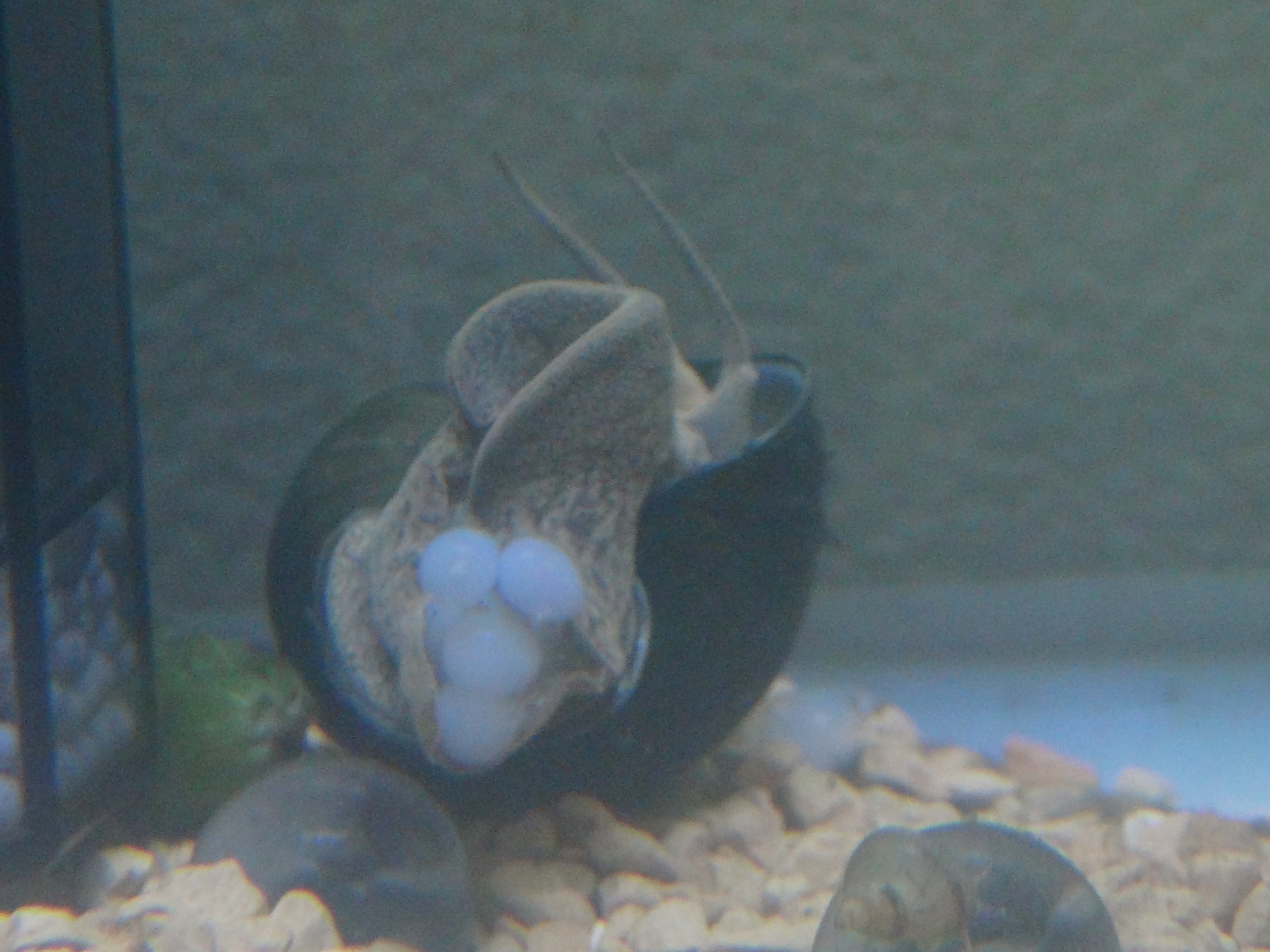 白いのが卵